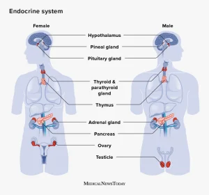 Endocrinologist