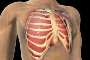 Thoracic Surgeon